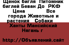 Щенок бигля. Питомник биглей Беван-До (РКФ) › Цена ­ 20 000 - Все города Животные и растения » Собаки   . Ханты-Мансийский,Нягань г.